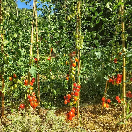 בית חווה Podere Santa Rita *